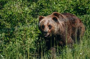 Boo the Rescue Grizzly Bear