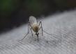 Buzz Kill Pest Control Responds to Growing Seasonal Need for Mosquito Control in North Richland Hills