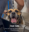 Scenthound Provo Will Celebrate One Year of Wellness-First Dog Grooming in Provo This September