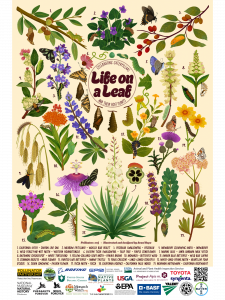Vibrant poster depicting 19 unique caterpillars and their host plant pairings.