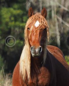 Dean- beautiful Brumby