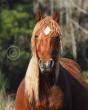 International Gathering Appalled at Australian Government Treatment Of The Iconic Heritage Brumbies