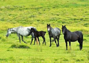 Brumbies, healthy