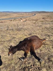 2026 Brumby cull
