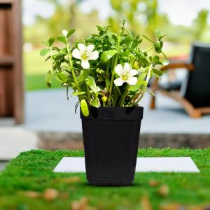 Gachwala has launched five medicinal plants for home gardening through its official online platform Live Brahmi (Bacopa monnieri) plant in a black nursery pot featuring lush green leaves and small white flowers, photographed outdoors with a blurred garden background.