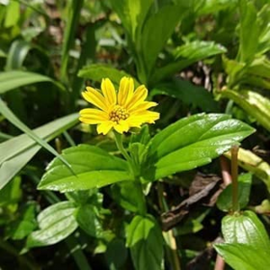 Close-up of a Yellow Bhringraj (Sphagneticola calendulacea) plant featuring a bright yellow flower surrounded by lush green leaves, growing outdoors in natural daylight.