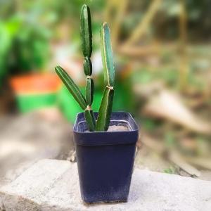 Live Hadjod (Cissus quadrangularis) plant in a black nursery pot featuring upright green segmented stems, placed outdoors with a softly blurred garden background.