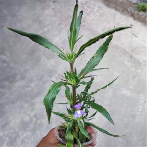 Live Kulekhara (Hygrophila auriculata) plant featuring slender green leaves, small purple flowers, and spiny nodes, growing in a small nursery pot under natural daylight.