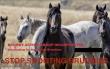  International Reaction To Government Treatment of Australia’s Iconic Heritage Brumby Population Continues
