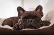 Selecting a Dog Bed: Tips for Consumers