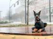 Off Leash K9 Training Greenville Highlights Training Support for Dogs With Aggression and Reactivity Concerns