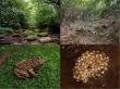  Hidden in the mountains: new toothed toad species discovered in southwest China after 36 years