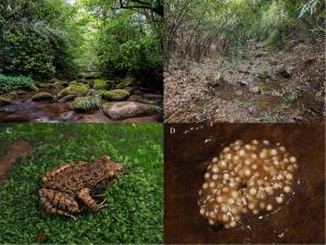 A new species of toothed toad has been discovered in the Wumeng Mountain National Nature Reserve in Yunnan Province, China, marking the first new addition to the genus Oreolalax from the province in over 36 years
