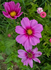 Short Hills Springs Wildflowers