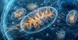 Why Scientists Are Looking Beyond Vitamins to Mitochondria in Healthy Aging Research