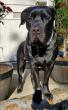 VetStem Cell Therapy Helps Dog Recover from Cruciate Ligament Injuries