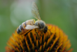 Study Investigates Bee Venom as an Adjunct to Parkinson's Disease Therapy
