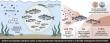 Microplastics strike hardest when fish are ready to spawn