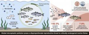 Fig 1. Spawning windows amplify microplastic risks for marine fishes.
