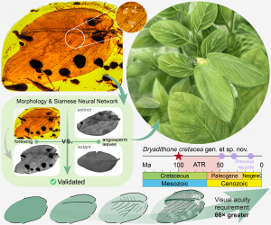 Ancient insect evolved to mimic flowering plant leaves