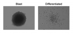 colony morphology