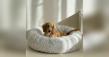 Friend Forever Pets Launches Education Campaign on Senior Dog Sleep Health