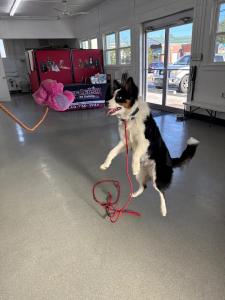 Dog Training in Blacksburg