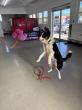 Off Leash K9 Training Expands Awareness of Therapy Dog Preparation in the New River and Roanoke Valleys