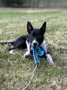 Blacksburg, VA Dog Training