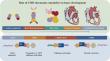 Heart development's hidden choreographers: How CHD proteins orchestrate gene expression