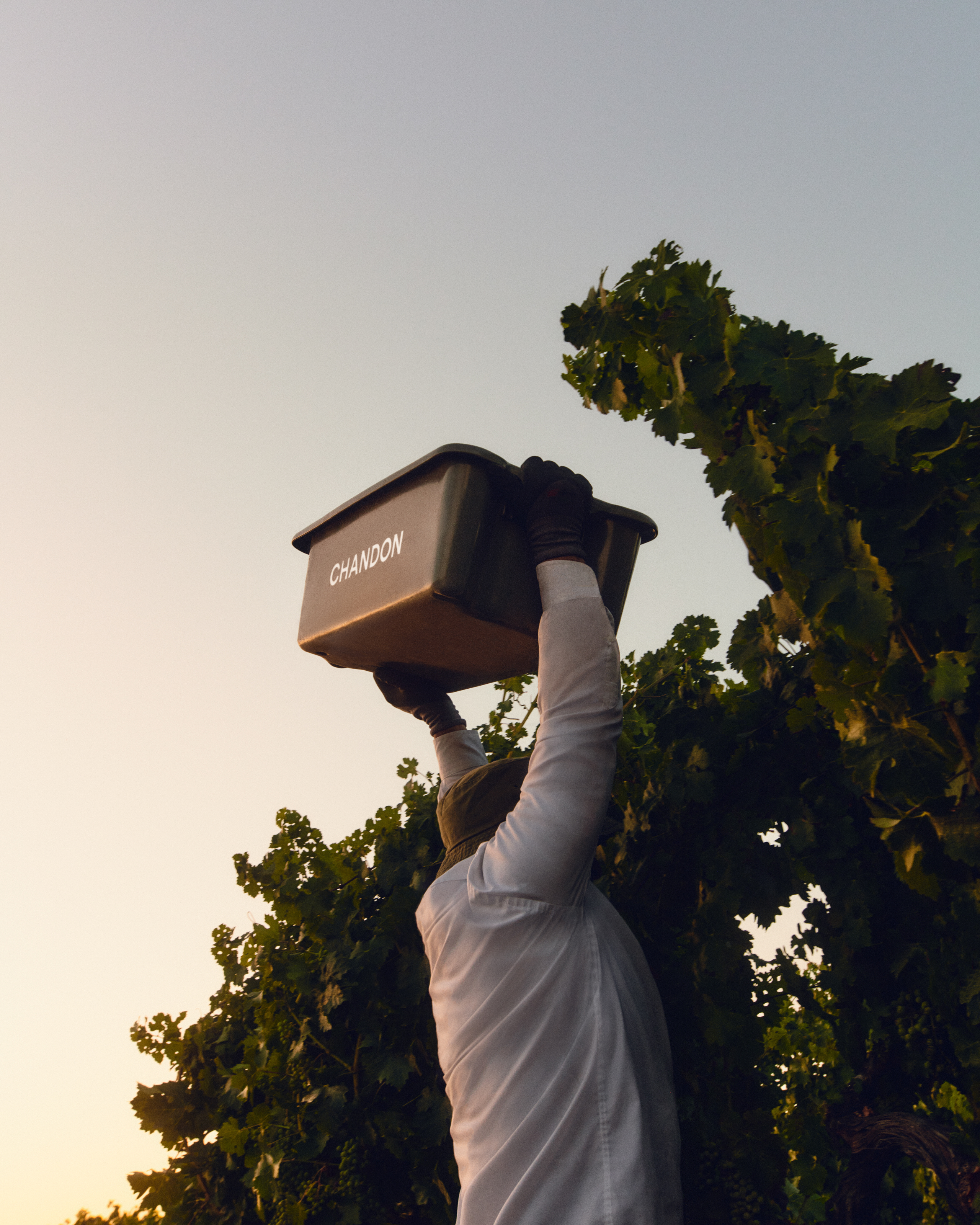 2026 HARVEST REPORT: CHANDON CALIFORNIA CALLS EARLIEST FIRST PICK IN WINERY’S 53 YEAR HISTORY