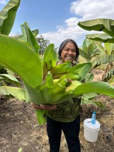 Shannon Fernando-Rubera holds the first Enset plant to be harvested in Kenya