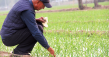 Shundi Foods Advances Regenerative Agriculture in China's Garlic Supply Chain
