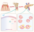 More Than Gum Deep: Periodontitis Reprograms Bone Marrow Neutrophils to Fuel Systemic Inflammation 