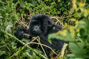 Baby Gorilla in the Bwindi Impenetrable forest of Uganda
