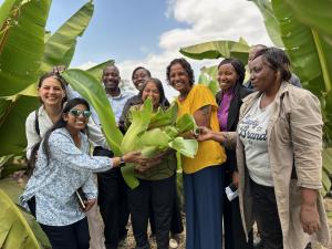 People gather around the first harvest of Enset