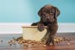 Review of 31 studies finds vegan and vegetarian pet diets are generally as digestible as meat-based diets