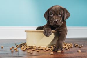 pup with kibble