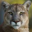 Utah State Cougar Estimate Shows 40% Population Decline