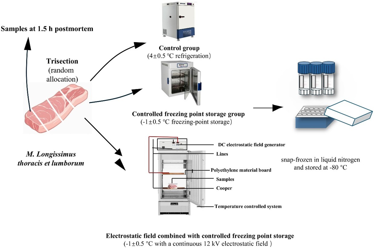 Electrostatic fields slow pork glycolysis during near-freezing storage