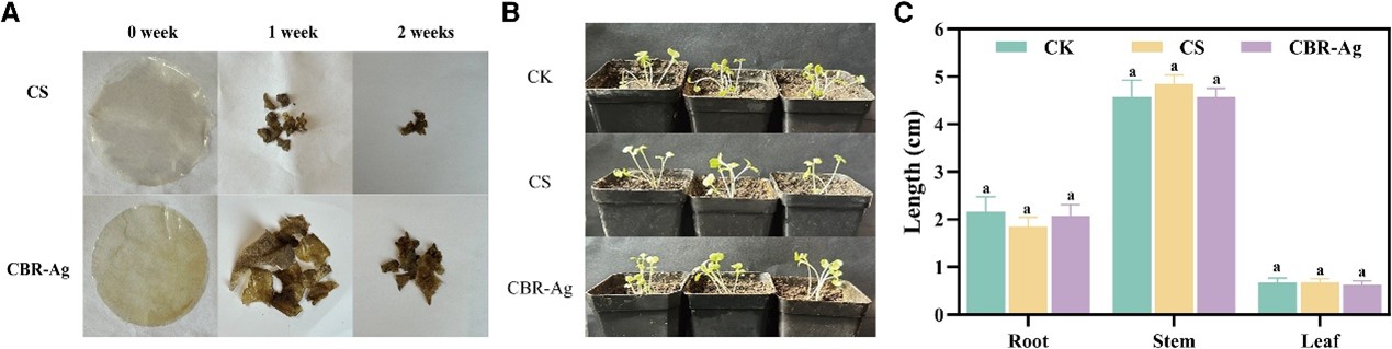 Rapeseed waste becomes active packaging for fresher food