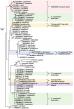 Genetic reanalysis redraws China’s Cyclospora risk map