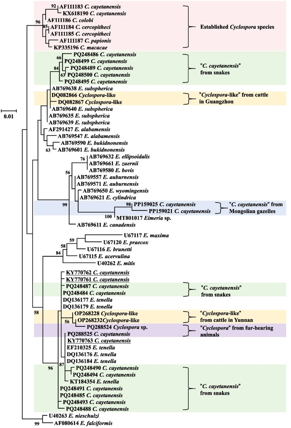 Genetic reanalysis redraws China’s Cyclospora risk map