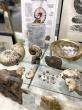 Specially Curated Fossil Exhibit Now Available for Public Viewing at The Sherman Museum