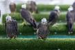 International Falcon Shipments Land in Saudi Arabia for Annual Auction