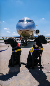 Canine Companions_airplane