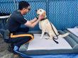 Dog Cloud Serves as K9 Recovery Partner at the 2026 World Cup