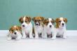 Why Every Puppy Should Have an Antibody Titer Test at 20 Weeks: Confirming Vaccine Protection Before Adulthood