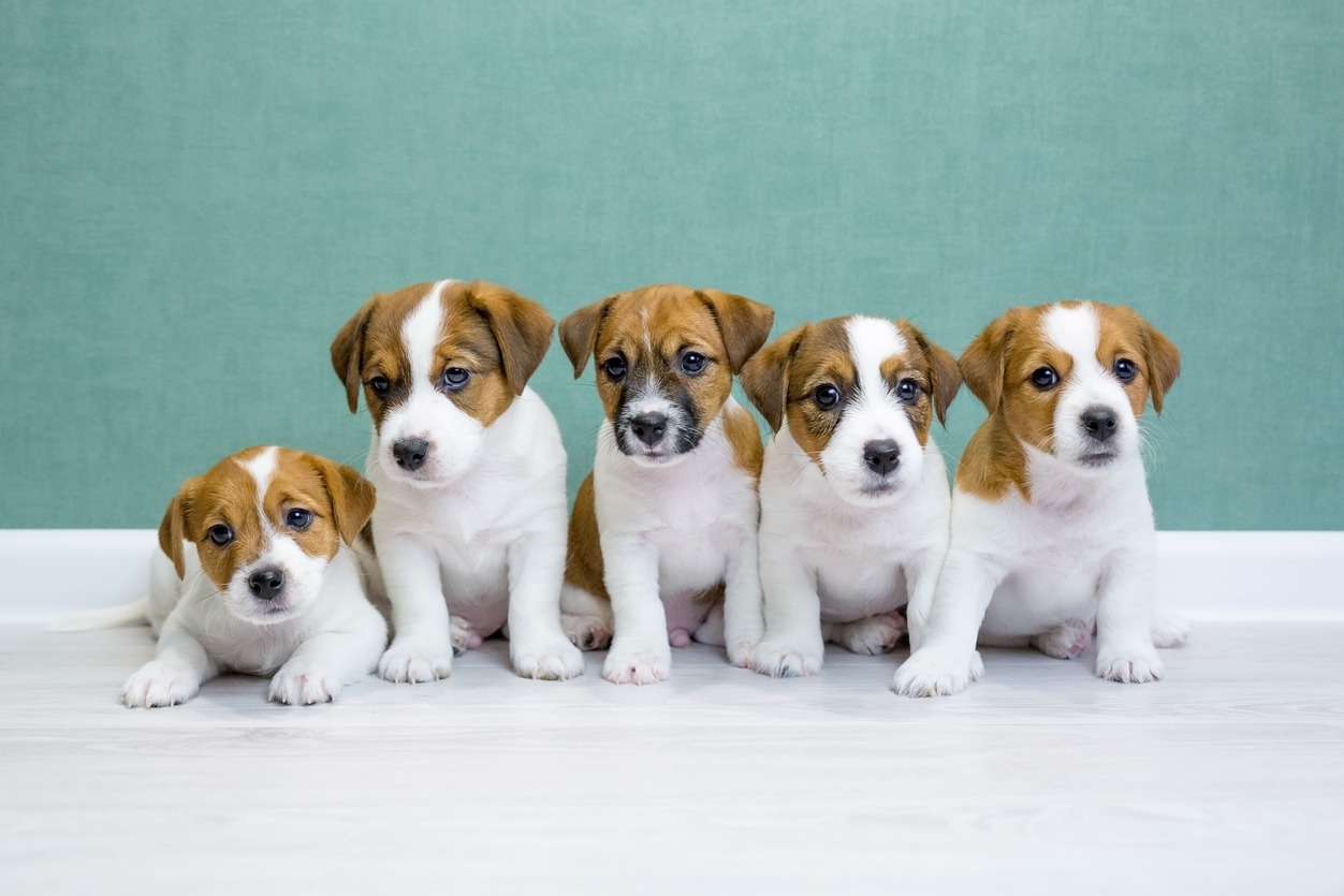 Why Every Puppy Should Have an Antibody Titer Test at 20 Weeks: Confirming Vaccine Protection Before Adulthood