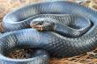 Oil and Gas Development Threatens Eastern Indigo Snake Recovery